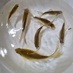 鉄魚①🐟の画像