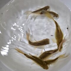 鉄魚①🐟の画像