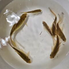 鉄魚①🐟の画像