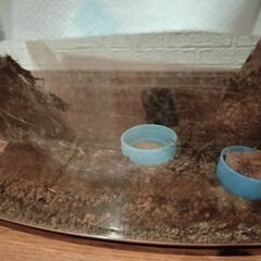 スズムシすぐ飼えます