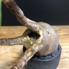 グラキリス　チビグラ　現地穴あき株の画像