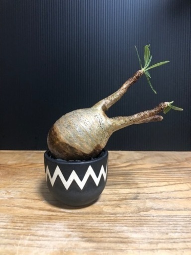 グラキリス　チビグラ　現地穴あき株