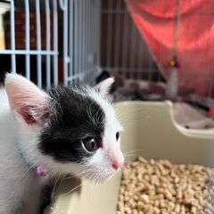 新規受付一時停止　ぶち猫くん　　届け出済み