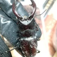 (無料)ノコギリクワガタとコクワクワガタを、差し上げますの画像