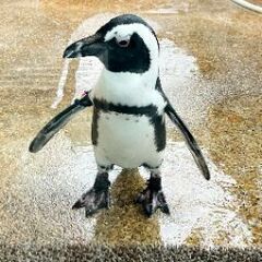 8/10京都水族館一緒に行きませんか❔❔😁✨