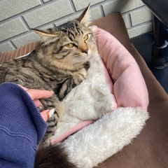 取引中です