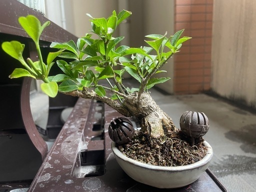 真弓　まゆみ盆栽