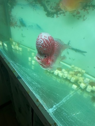 熱帯魚 フラワーホーン