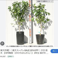 河内晩柑の苗木の画像