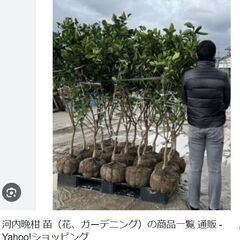 河内晩柑の苗木の画像