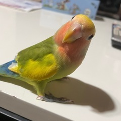 コザクラインコ　タイガー