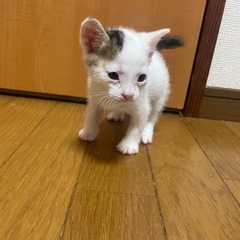 里親募集
