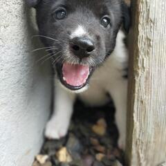 【ララ】♂ 2ヶ月位  保護犬 子犬 ミックス犬