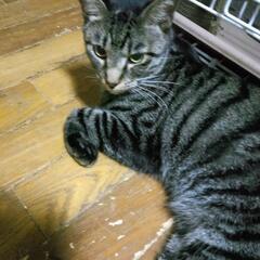 天くん🐱  人馴れしてきました✨