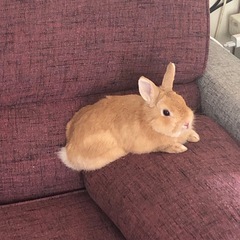 里親探しています