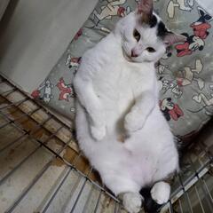 巻しっぽのピーチちゃん 🍑