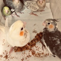 オカメインコ　雛　特売セール