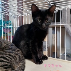 黒猫 キラちゃん