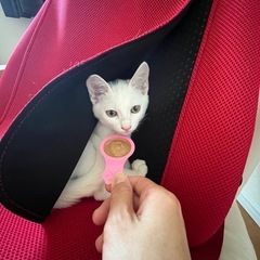 😽✨ハンサム白猫くんの里親さん募集！ − 愛知県
