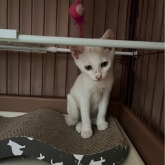 😽✨ハンサム白猫くんの里親さん募集！