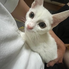 😽✨ハンサム白猫くんの里親さん募集！ - 猫