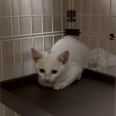 😽✨ハンサム白猫くんの里親さん募集！ - 北名古屋市