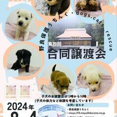 本日　子犬子猫譲渡会開催