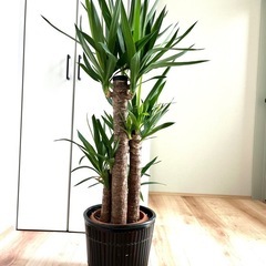 ユッカ　観葉植物