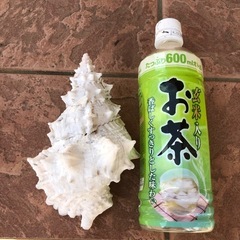 貝殻　3の画像