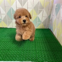トイプードル　生後２ヶ月　レッド