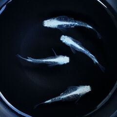 【メダカ】プラチナダイヤ ヒカリ 1ペア