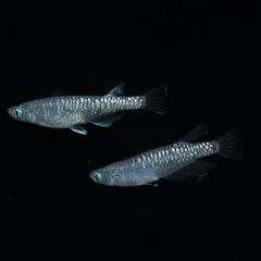 【メダカ】カガミ鱗 黒幹之 稚魚10匹