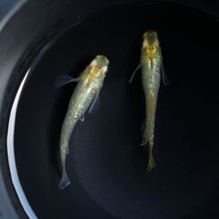 【メダカ】イエロー月虹 稚魚10匹