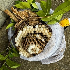 即日対応　蜂駆除　蜂の巣駆除　安心価格