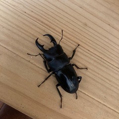 オキナワヒラタクワガタ　オス1匹　メス2匹