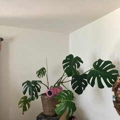 決まりました！　観葉植物　モンステラ　中