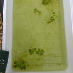 相談中）ミックスメダカ　稚魚　10匹   ③
