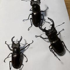 大特価！オス3匹ミヤマクワガタ！の画像