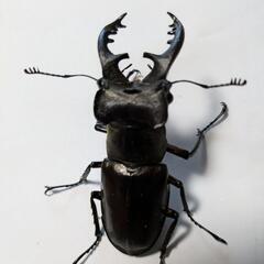 大特価！オス3匹ミヤマクワガタ！の画像