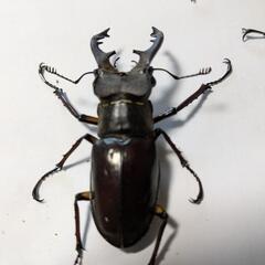 大特価！オス3匹ミヤマクワガタ！の画像