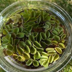 サルビニアククラータ(浮き草)  24時間営業中！ 無人販売糸満...