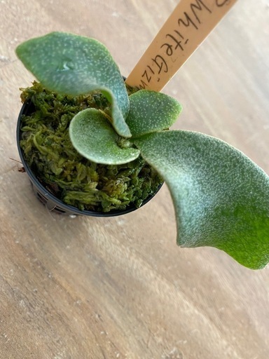 【観葉植物】 ◉ビカクシダ　３点苗セット