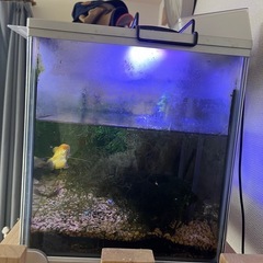 60センチ水槽&熱帯魚
の画像