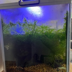 60センチ水槽&熱帯魚
の画像