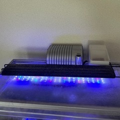 60センチ水槽&熱帯魚
の画像