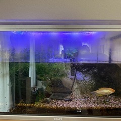 60センチ水槽&熱帯魚
