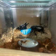 カブトムシ幼虫の画像
