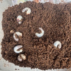 カブトムシ幼虫の画像