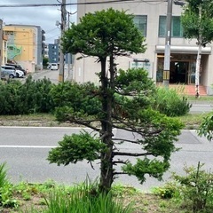 庭木（松の木）無料　8月10日引渡し期限