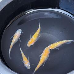 【お取引中】王華メダカオス3メス2の画像